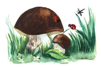 Two strong boletus mushrooms, Dark brown caps, light legs green grass. Ladybug dragonfly on mushroom, forest natural life. Big and small. Hand painted watercolor illustration sketchy drawing on paper  - 538644320