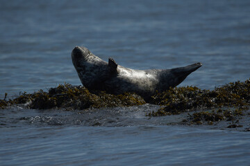 Grey Seal