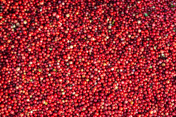Ripe cranberries background. Natural condition