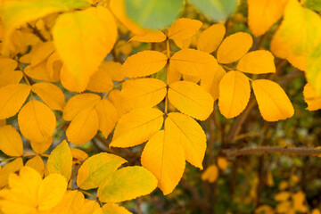 Yellow leaves of wild rose hips on an autumn background.