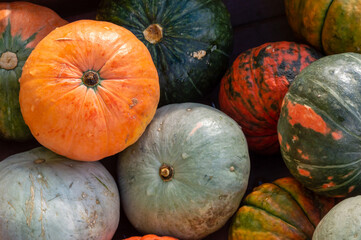 background with pumpkins of different colors