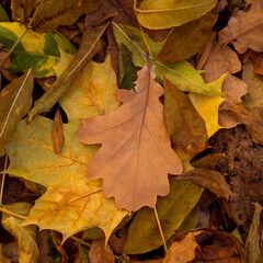 Naklejka na ściany i meble Oak leaf on a background of multicoloured leaves, October view.