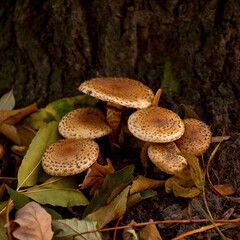 Wild mushrooms growing at the base of the tree.