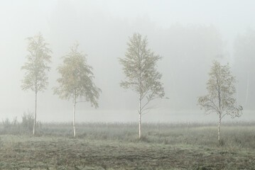 Four birches stand out in the morning fog.