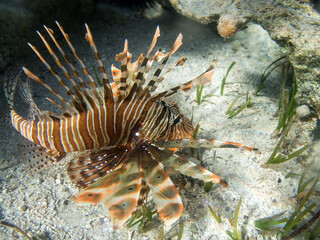 Naklejka na ściany i meble A dangerous lionfish swims at the bottom of the blue water of the Red Sea in Egypt