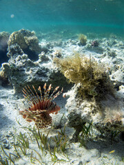 A dangerous lionfish swims at the bottom of the blue water of the Red Sea in Egypt