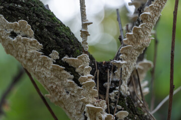 Group white mushrooms full on mossy trunk of tree close up. Tree bark covered with fungal growths. Fungus growths root sponge. Rotting wood. Season forest mushroom.