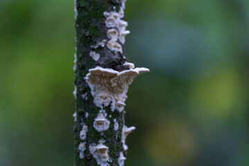 Group white mushrooms full on mossy trunk of tree close up. Tree bark covered with fungal growths. Fungus growths root sponge. Rotting wood. Season forest mushroom. © IhorStore