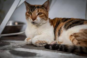 Die Katzen von Paros