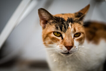 Die Katzen von Paros