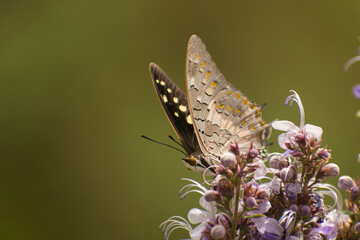 A compelling nature macro of Charaxes solon, the Black Rajah butterfly, feeding on nectar from a blooming flower.