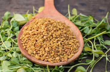 Fenugreek Seeds or Methi Seed in a Wooden Ladle with Organic Fenugreek Leaves