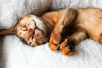 Portrait of sleeping Cute abyssinian kitten . Shorthair cat. A beautiful background for wallpaper, cover, postcard. Isolated, close up. Cats concept. Beautiful purebred short haired kitty. Copy space.