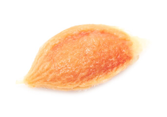Plum pit isolated on white background.