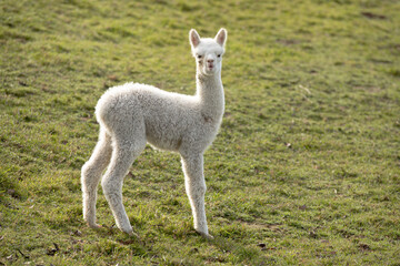 Alpaka Jungtier weiss Kitz 
