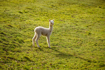 Naklejka premium Alpaka Jungtier weiss Kitz 