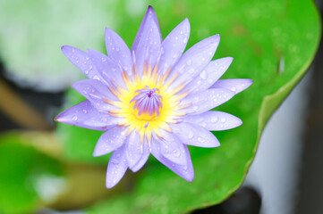 Fototapeta premium lotus or florescent purple lotus and rain drop or dew drop