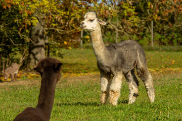 Alpaka Tiere Wiese Weide