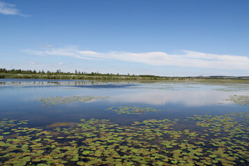 See Federsee in Bad Buchau mit Seerosen