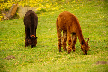 Alpaka Herde braun schwarz