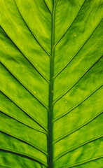 Green Leaf of the Elephant Ear Plant. Alocasia plant. Vertical. Close Up. Macro