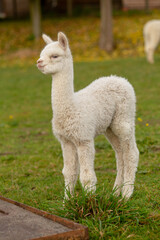 Fototapeta premium Plüschtier Alpaka 