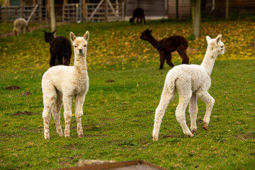 Fototapeta premium Alpaka Herde 