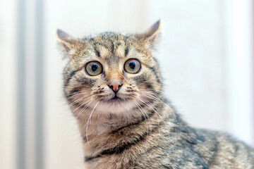 Funny cat with big round eyes on a light background