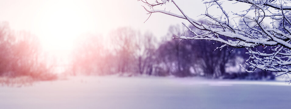 Winter landscape with a snowy tree branch near the river at sunset