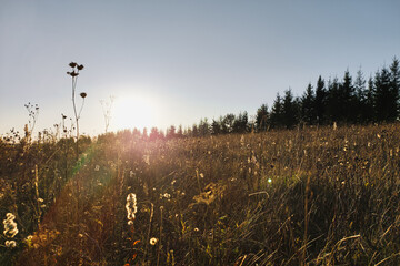 sunrise over the field