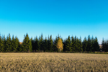 autumn landscape in the mountains