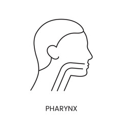 Human pharynx is an anatomical icon of a line in a vector, an illustration of an internal organ.