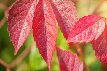 Red autumn foliage on a green blurred background. Tescoma leaves.