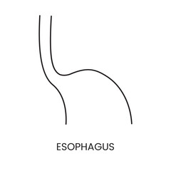 The human esophagus is an anatomical line icon in a vector, an illustration of an internal organ. - obrazy, fototapety, plakaty