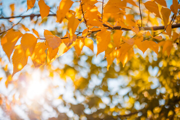 Beautiful leaves in autumn sunny day abstract blurry background. Close-up seasonal nature foliage. Artistic evening outdoor fall concept. Sun rays soft sunlight, golden yellow tree.