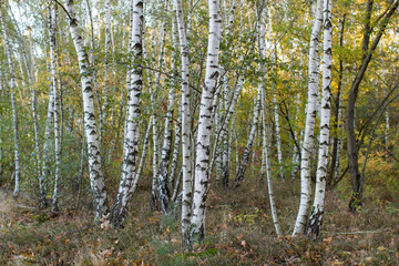 National Park Maasduinen in the Netherlands