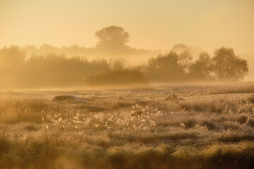 misty morning in the field