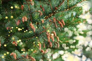 Christmas tree outdoor with yellow lights bokeh. A branch of blue spruce with young cones, background. Blue spruce branch close up. Christmas tree branch texture.
