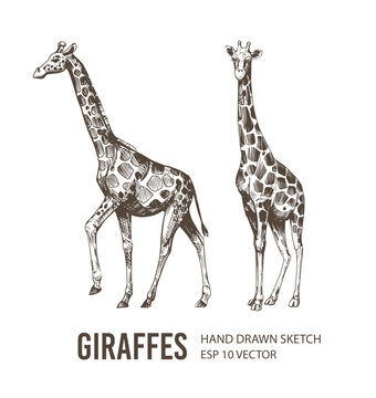 Giraffe sketch. Hand drawn vector illustration