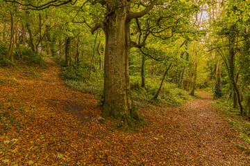 Fototapeta premium Autumnal Chaines Wood, Carnfunnock Country Park, Larne, Mid and East Antrim, County Antrim, Northern Ireland