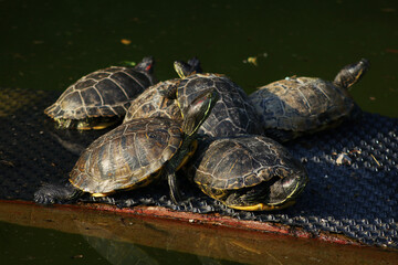Cute Turtles on pond in park  outdoors
