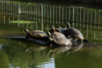 Obraz premium Cute Turtles on pond in park outdoors