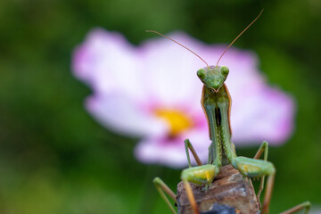 Mante religieuse devant une fleur