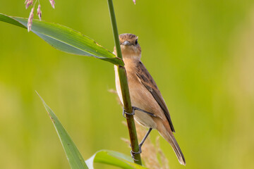 細い草から覗くノビタキ