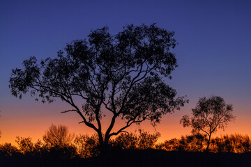 Fototapeta na wymiar End of the day with a tree in the Australian outback