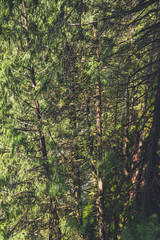 Close up shot o a deep rainforest