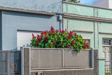 Ornamental bush Megaskepasma erythrochlamys with red flowers grows near a residential building in Tenerife, Canary Islands. Exotic tropical Brazilian red-cloak outdoor
