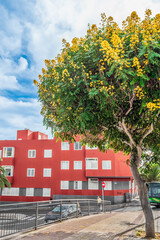 San Cristobal de La Laguna, Spain - November 24, 2021: The popcorn tree grows on a city street in La Laguna in the Canary Islands. Exotic flora of Tenerife island