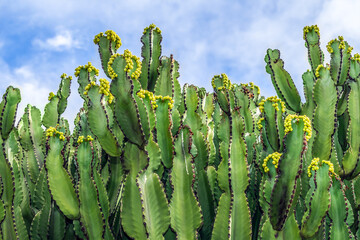 Blooming candelabra trees against the blue sky. Exotic flora of the Canary Islands. Natural floral background with succulents
