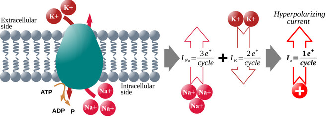 Current due to Sodium-Potassium ATP-ase Pump